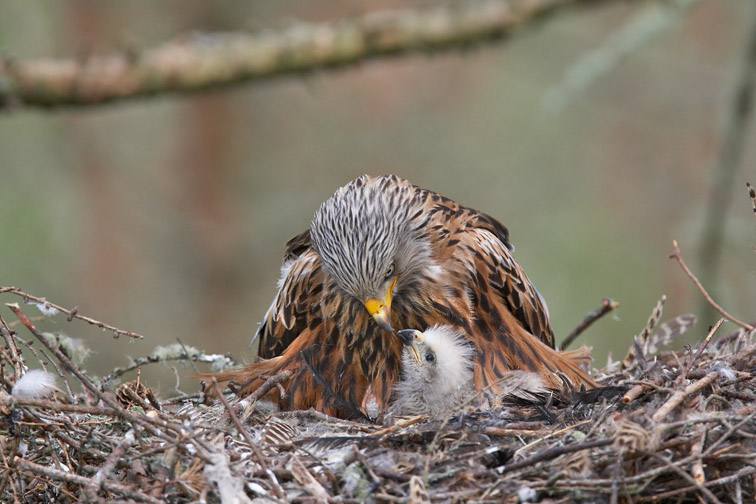 Red kite  Milvus milvus  adult female feeding young chick at nest site. Black isle, Scotland. May 2008